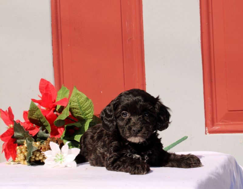 puppy, for, sale, Morkie-Poo, Matthew B. Stoltzfus, dog, breeder, Gap, PA, dog-breeder, puppy-for-sale, forsale, nearby, find, puppyfind, locator, puppylocator, aca